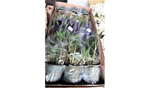 2x 12 kunstorchidëen plus 6 kunstplanten in pot